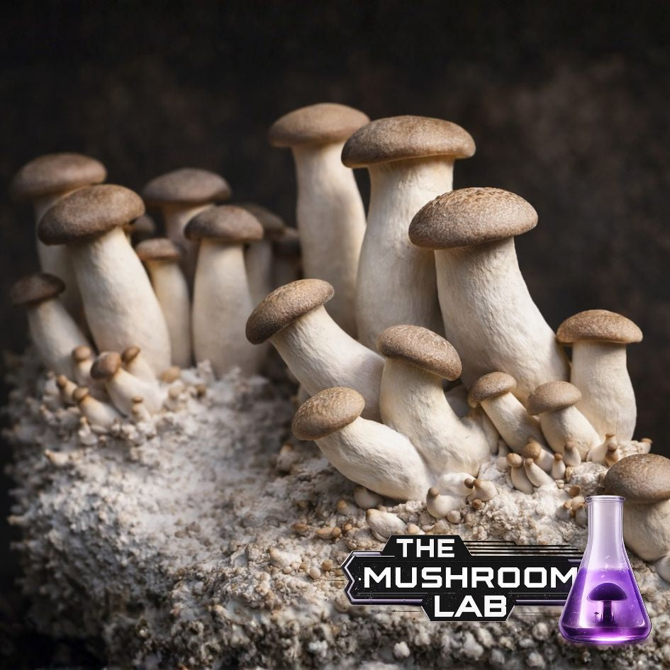 King Oyster Liquid Culture Syringe, Pleurotus eryngii