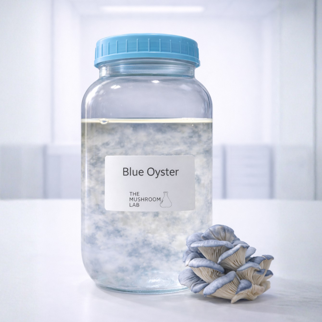 Blue Oyster Liquid Culture Syringe, Pleurotus ostreatus
