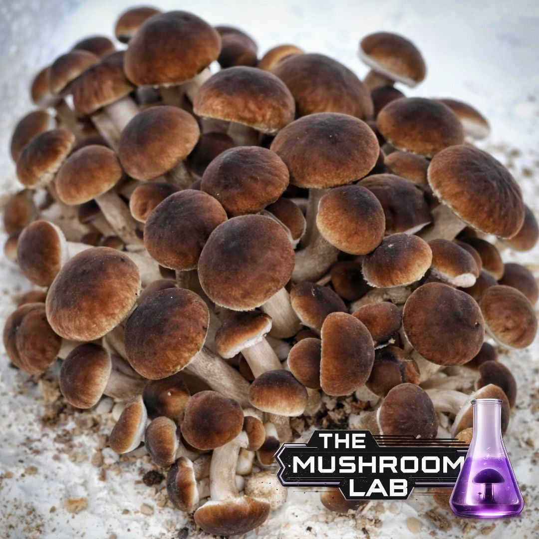 Black Poplar Liquid Culture Syringe, Pioppino Mushroom Culture