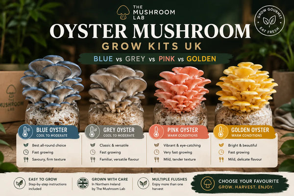 Oyster Mushroom Grow Kits UK: Blue vs Grey vs Pink vs Golden