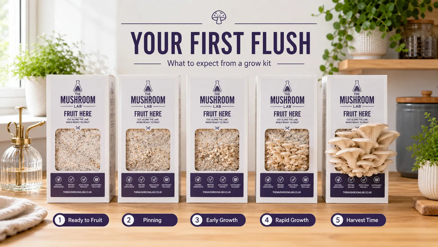 Five Mushroom Lab grow boxes showing the stages of an oyster mushroom first flush, from a fully colonised block and pinning through to rapid growth and harvest.