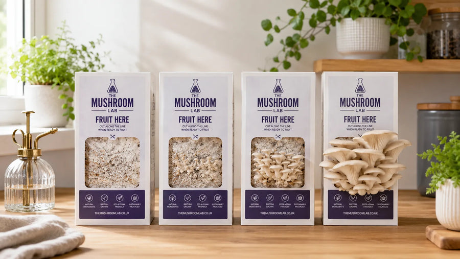 Four Mushroom Lab grow boxes showing oyster mushroom development from a colonised block to early pins, growing clusters and mature mushrooms in a bright home kitchen.