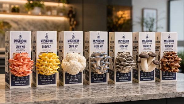 Seven Mushroom Lab gourmet mushroom grow kits displayed on a kitchen worktop, featuring Pink Oyster, Golden Oyster, Lion’s Mane, Blue Oyster, Grey Oyster, Black Pearl King Oyster and Speckled Chestnut mushrooms.