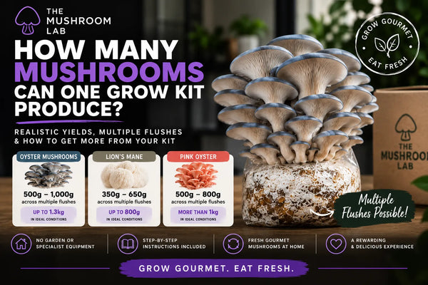 How Many Mushrooms Can You Grow from One Mushroom Grow Kit?