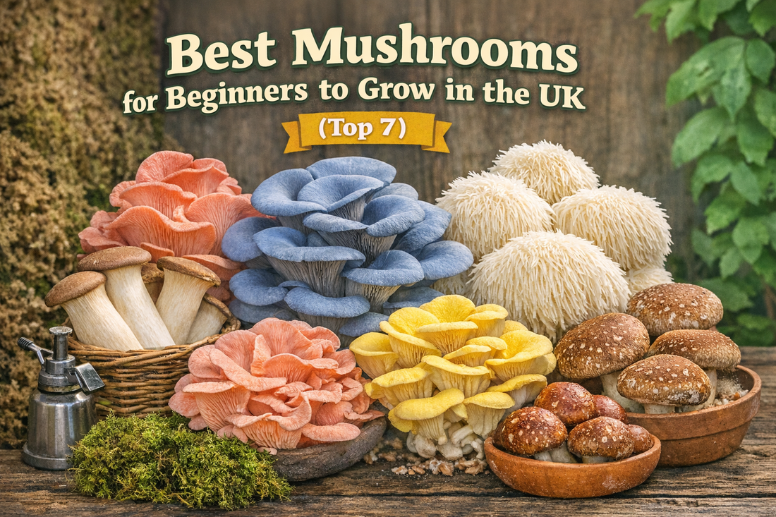 Best Mushrooms for Beginners to Grow in the UK (Top 7)