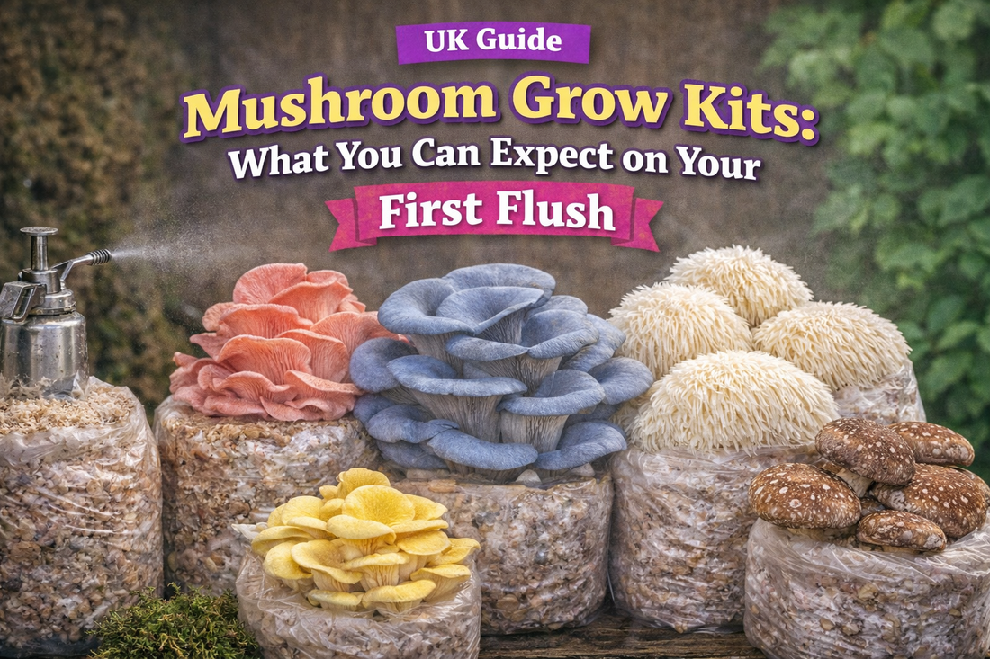 Mushroom Grow Kits: What You Can Expect on Your First Flush (UK Guide)