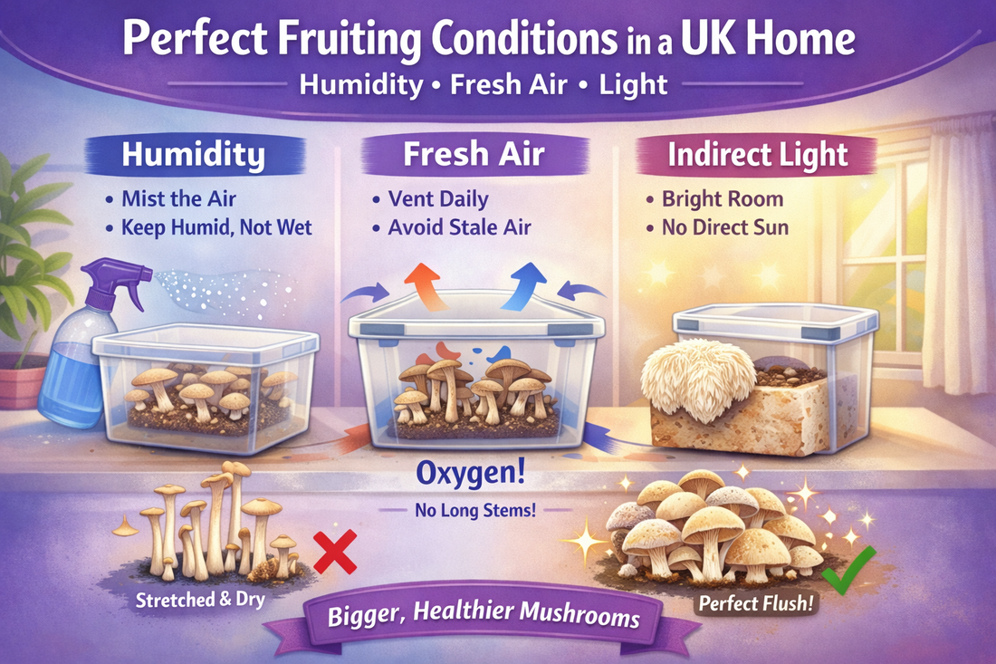 How to Get the Perfect Fruiting Conditions in a UK Home (Humidity, Fresh Air, Light)