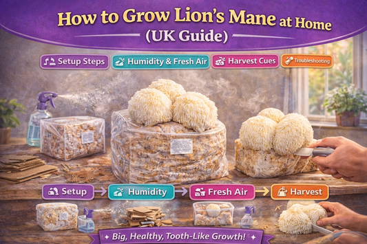 How to Grow Lion’s Mane at Home (UK Guide)
