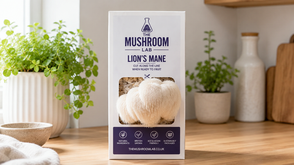 How to Grow Lion’s Mane Mushrooms at Home: UK Guide