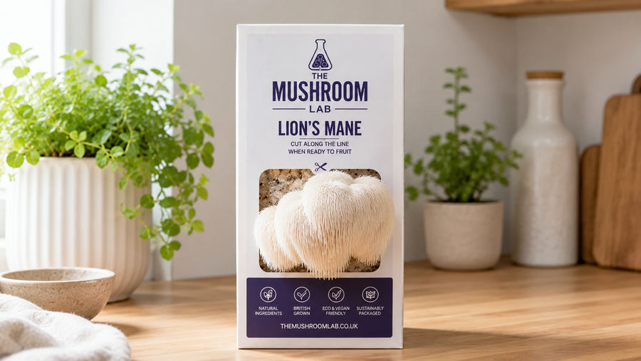 How to Grow Lion’s Mane Mushrooms at Home: UK Guide