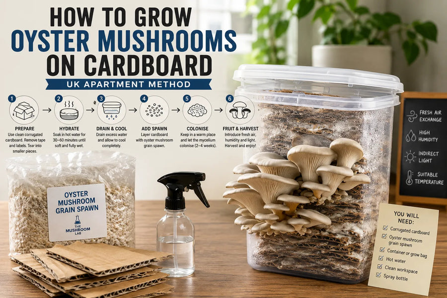 Oyster mushrooms growing from layered corrugated cardboard in a clear container, alongside Oyster mushroom grain spawn, cardboard pieces and a spray bottle, with the main steps for preparing, colonising and fruiting the grow.