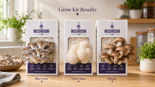 Mushroom Grow Kit Results: Oyster vs Lion’s Mane vs Shiitake