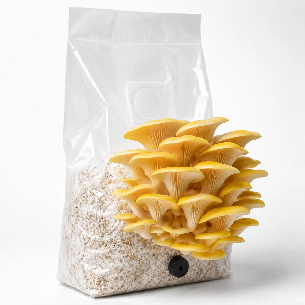 Golden Oyster mushroom grow kit