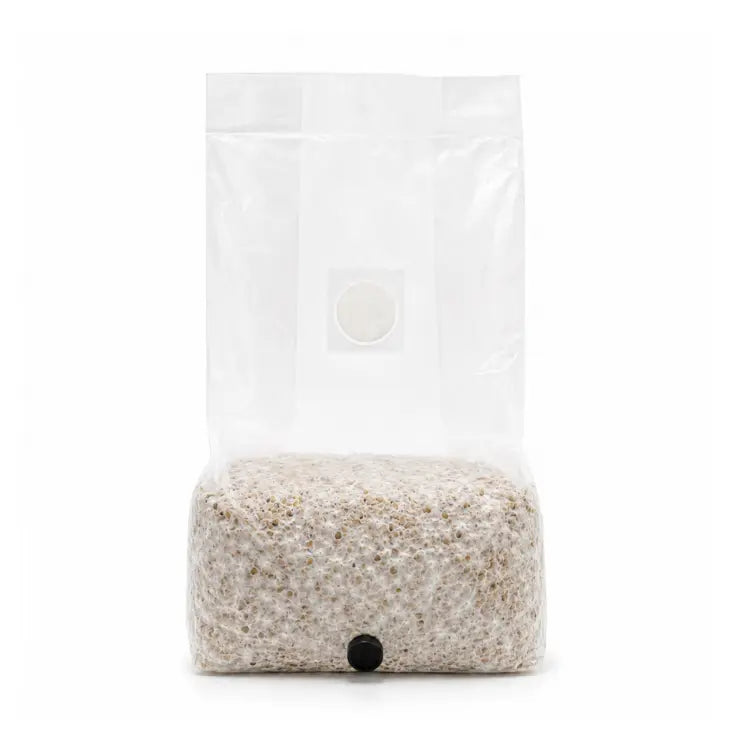 Inject mushroom liquid culture into grow bag