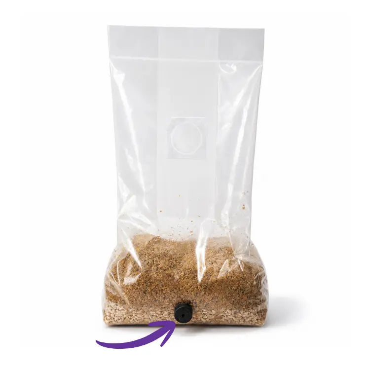 Let the mushroom grow bag colonise