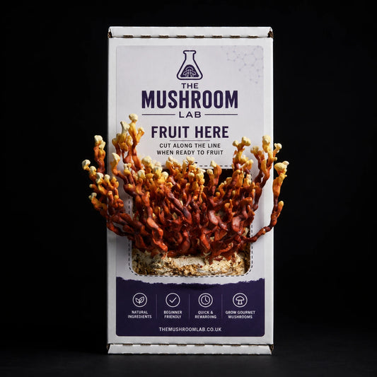 Everything you need to grow your own Antler Reishi mushrooms in as little as 4 weeks.