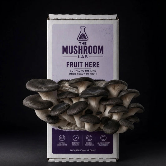 Everything you need to grow your own Black Pearl King Oyster mushrooms in as little as 4 weeks.
