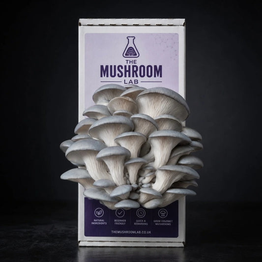 Everything you need to grow your own Blue Oyster mushrooms in as little as 4 weeks.