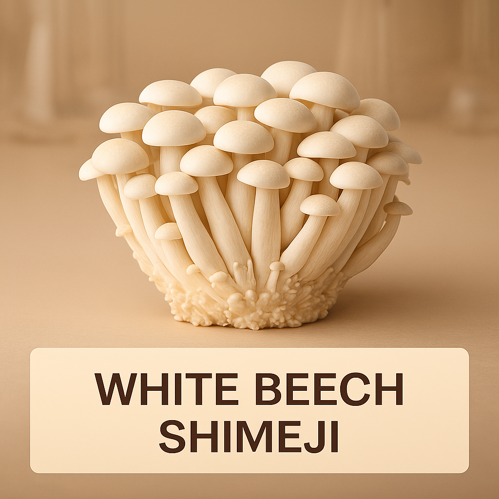 White Beech Shimeji (Hypsizygus tessellatus)