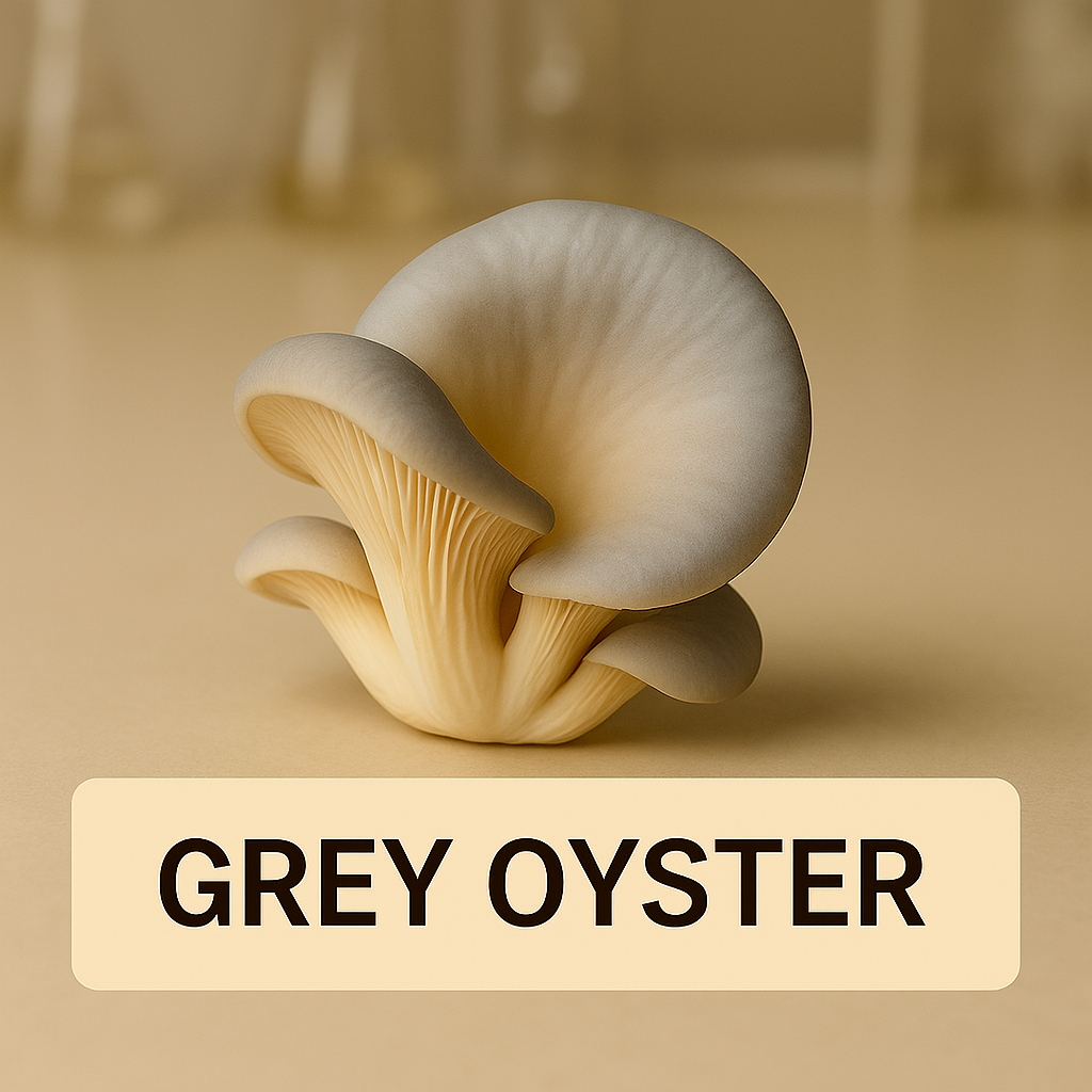 Grey Oyster (Pleurotus ostreatus)