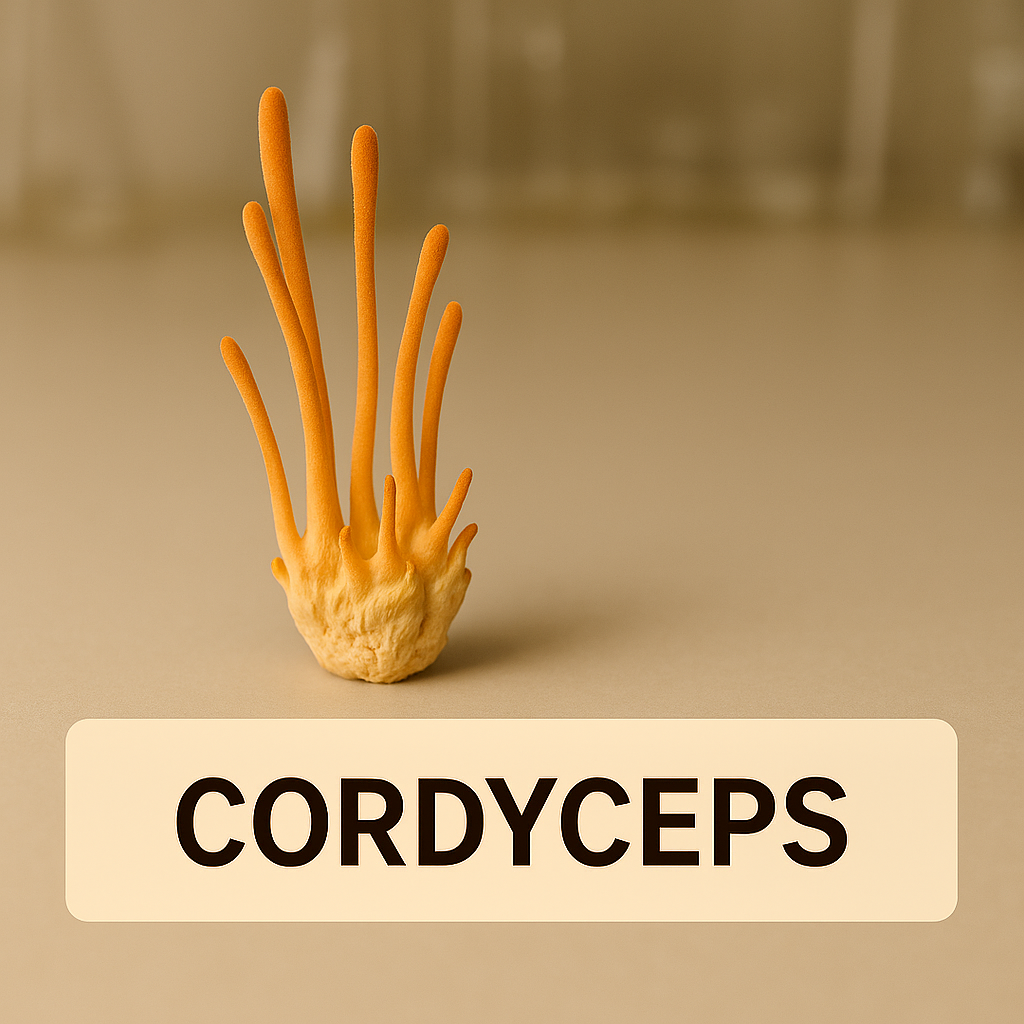 Cordyceps Militaris