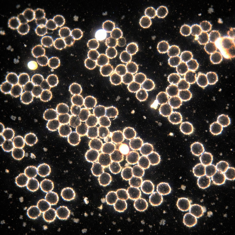 The Spore Store microscopy spores