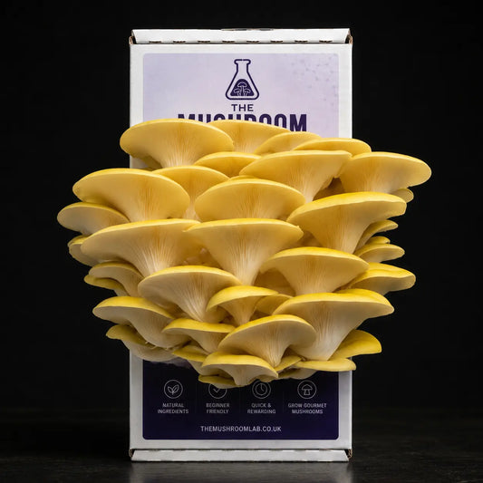 Everything you need to grow your own Golden Oyster mushrooms in as little as 4 weeks.