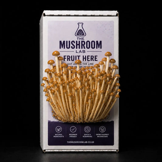 Everything you need to grow your own Golden Enoki mushrooms in as little as 4 weeks.