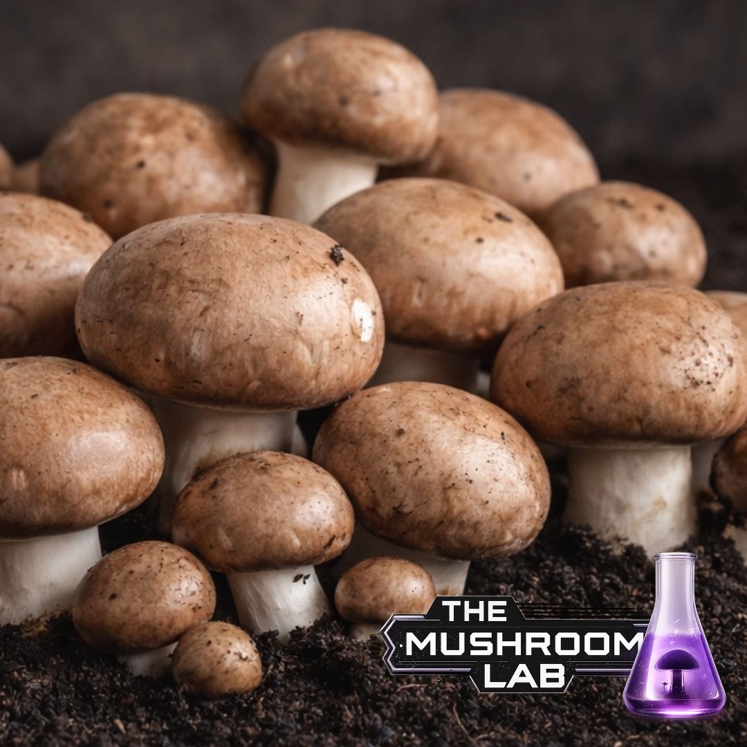 Portobello Liquid Culture Syringe