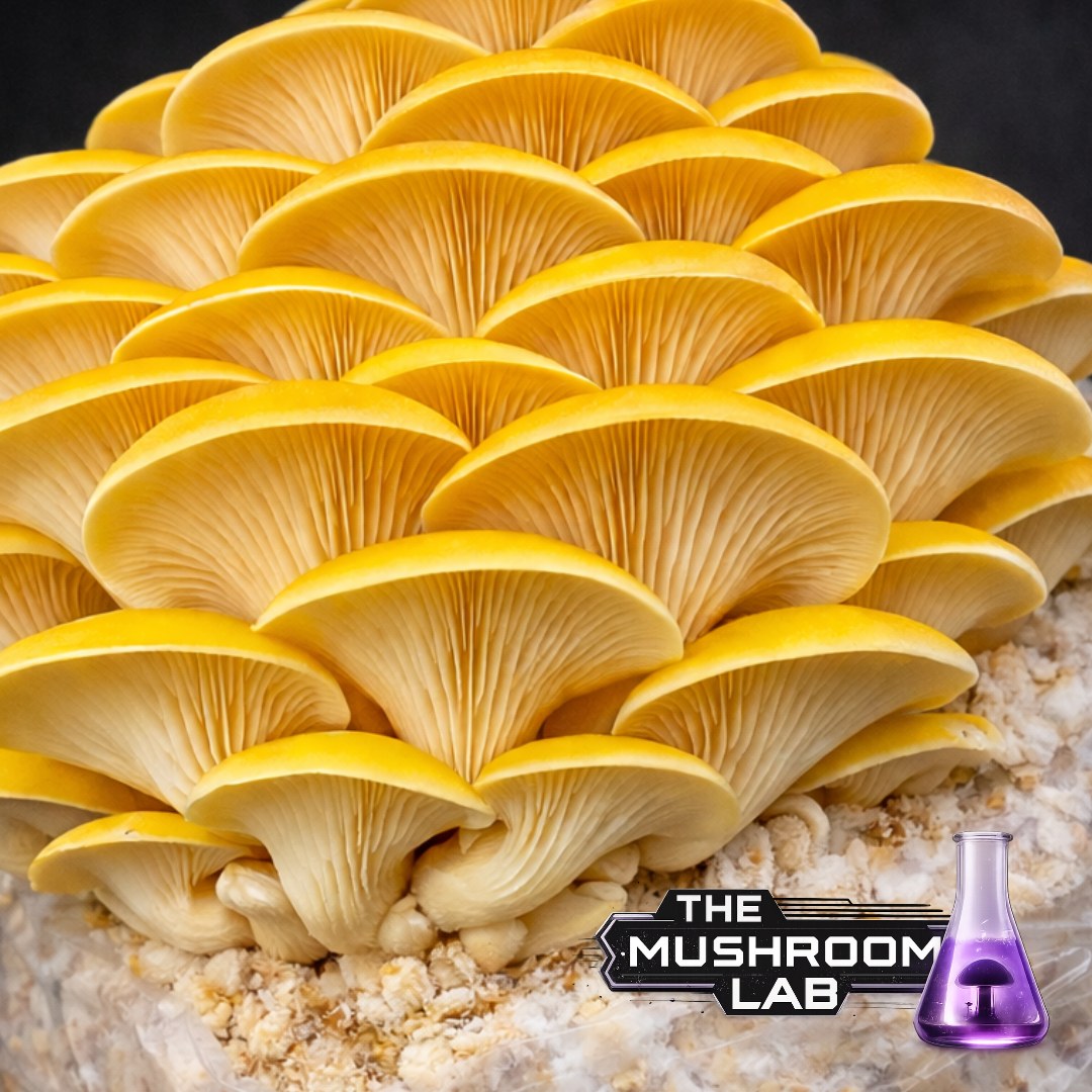Complete Grow Kit: Rye, Master’s Mix & 10ml Liquid Culture