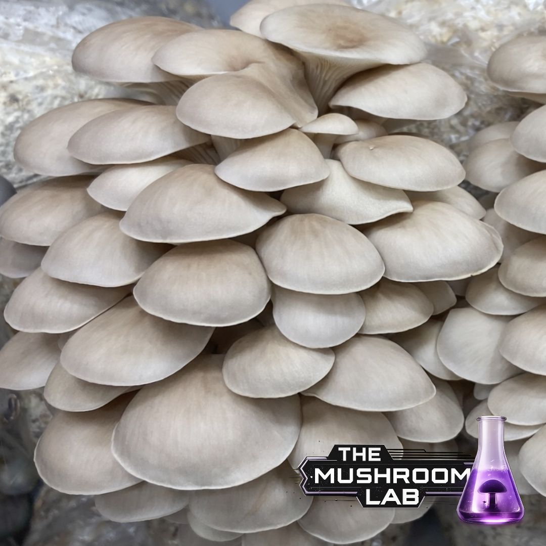 Complete Grow Kit: Rye, Master’s Mix & 10ml Liquid Culture