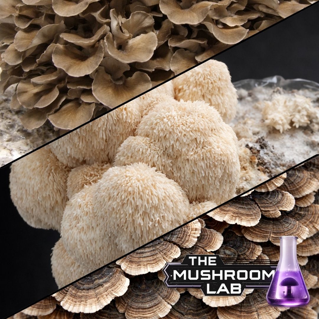 Functional Mushroom Liquid Culture Trio, 3 x 10ml Syringes