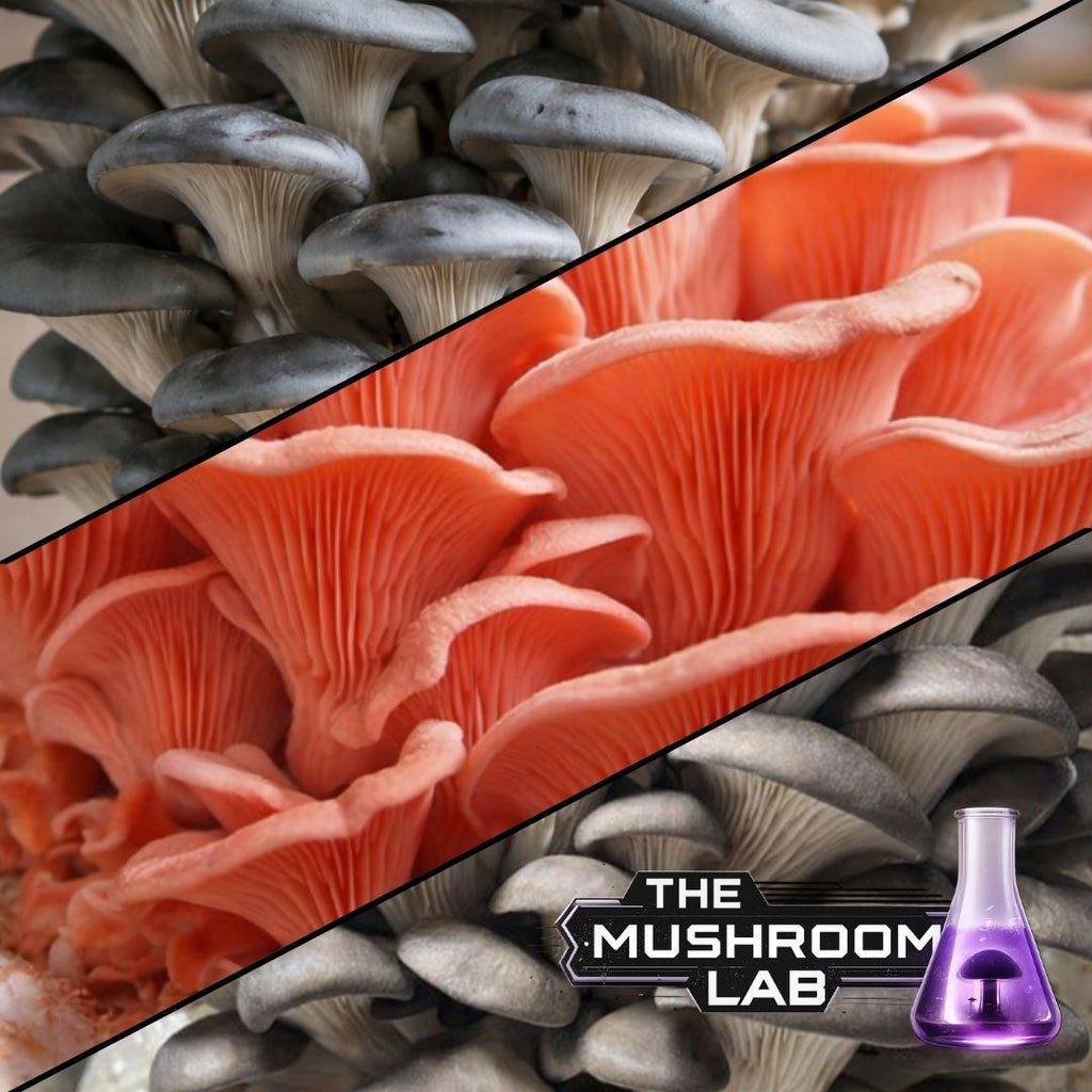 Pink, Blue & Grey Oyster 3x 10ml Liquid Culture