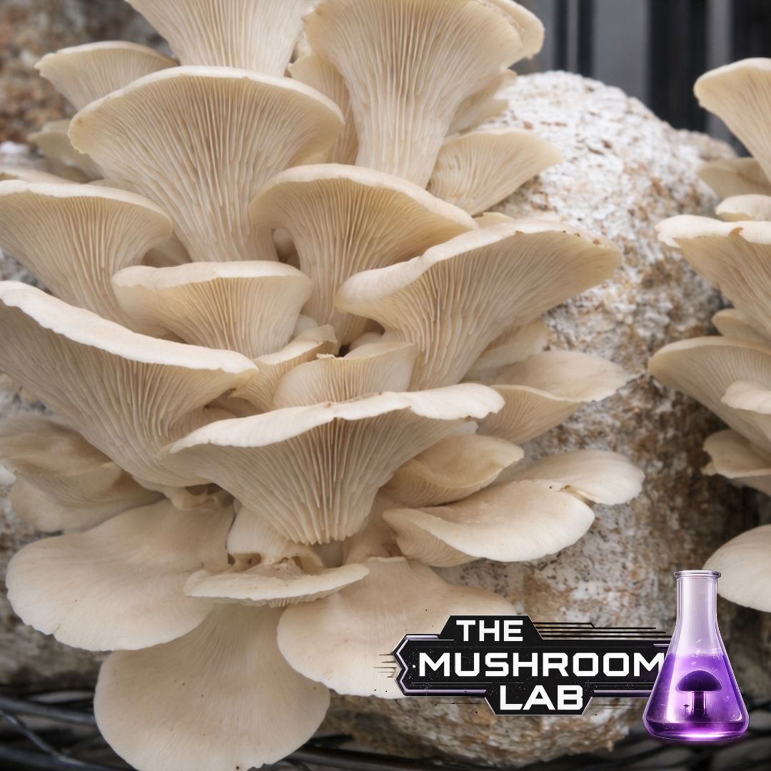 Complete Grow Kit: Rye, Master’s Mix & 10ml Liquid Culture