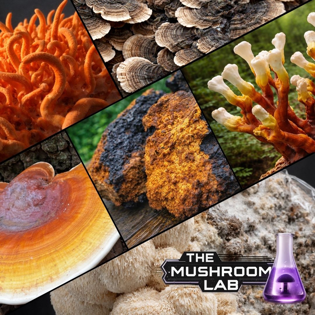 Functional Mushroom Liquid Culture Bundle, 6 x 10ml Syringes