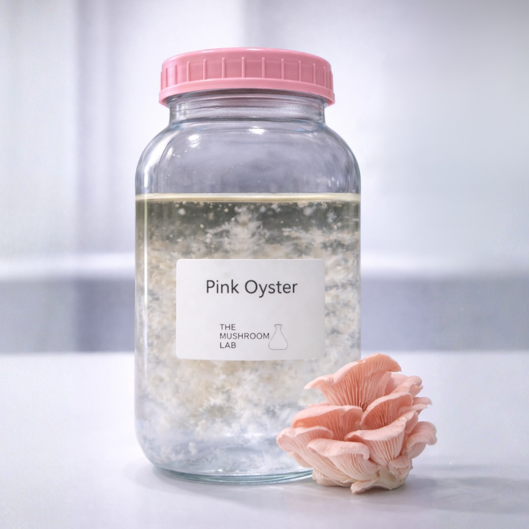 Pink Oyster (Pleurotus djamor)