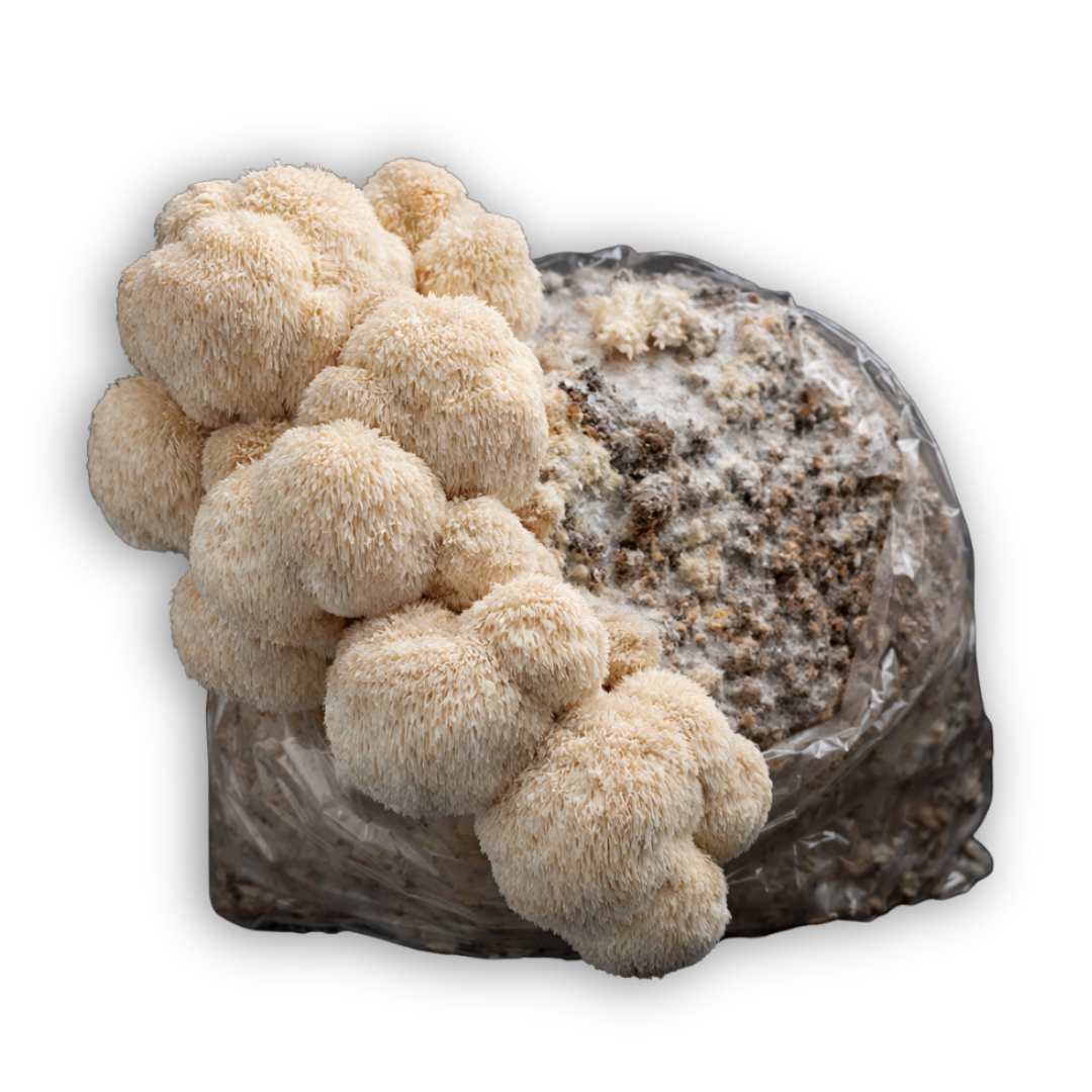 Complete Grow Kit: Rye, Master’s Mix & 10ml Liquid Culture