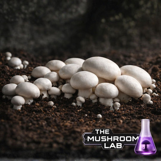 White Button Liquid Culture Syringe, Agaricus bisporus