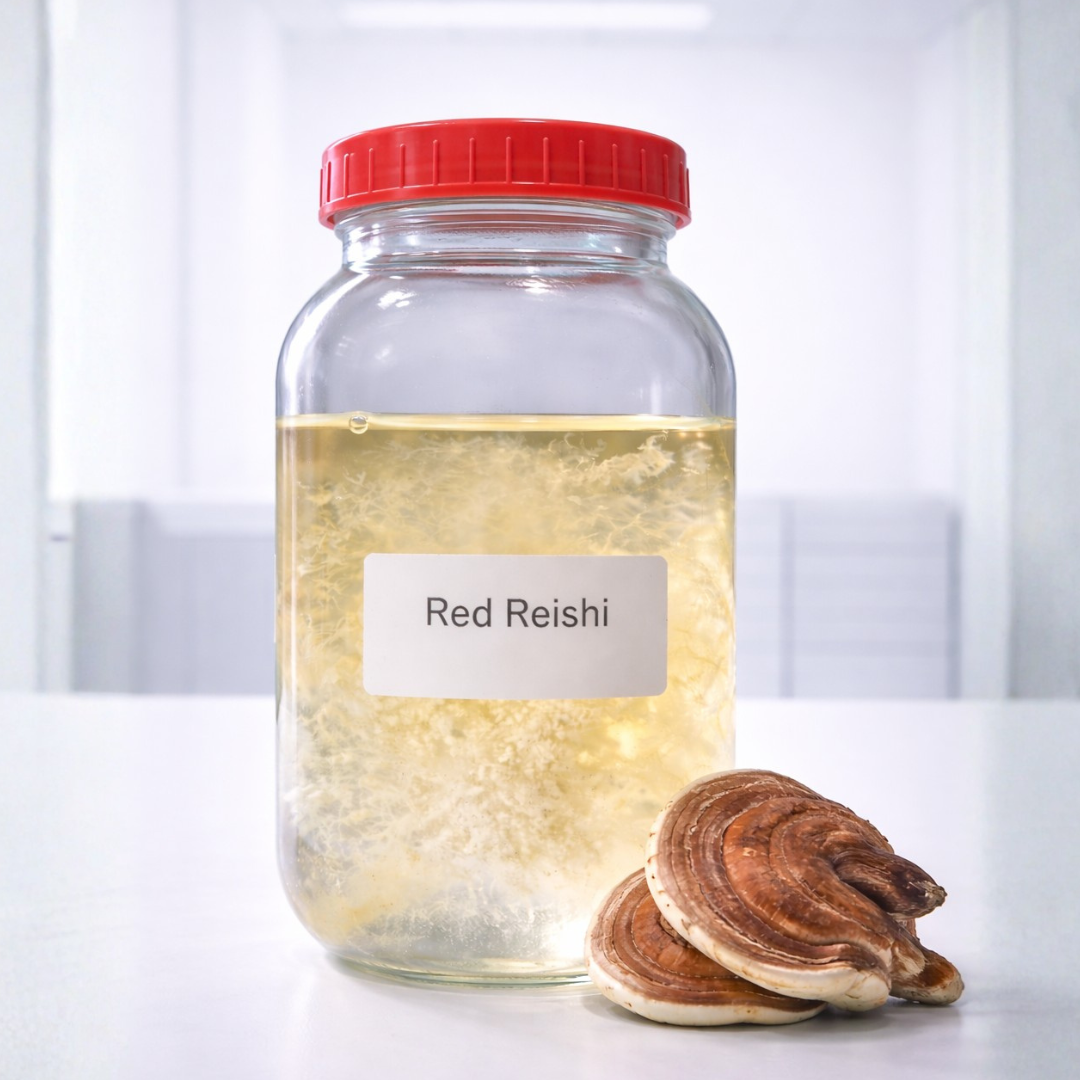 Red Reishi Liquid Culture Syringe, Ganoderma lucidum