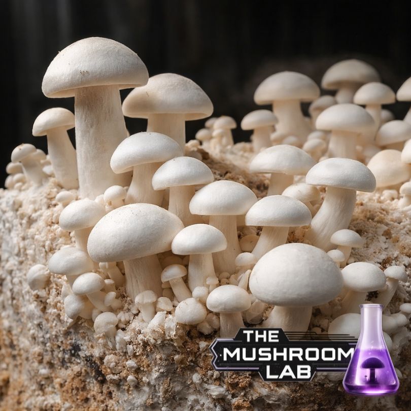 White Beech Shimeji (Hypsizygus tessellatus)