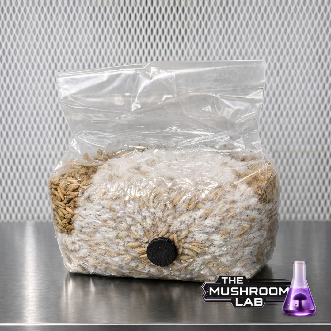 Sterile Rye Grain Bag  (100% Sterile & Hydrated)