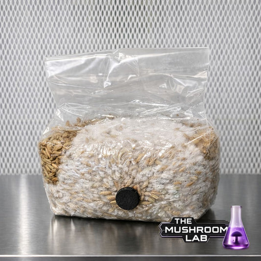 Sterile Rye Grain Bag  (100% Sterile & Hydrated)