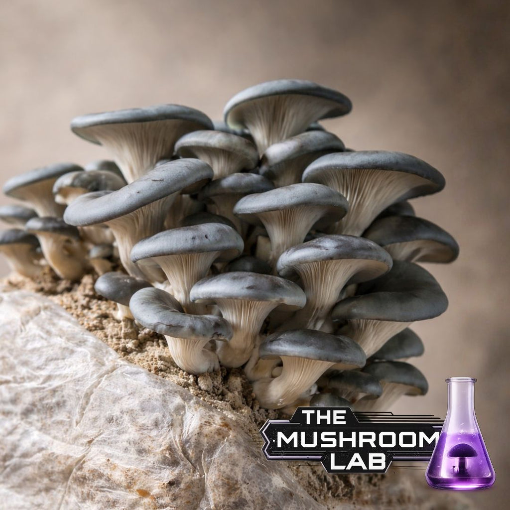 Pink, Blue & Grey Oyster 3x 10ml Liquid Culture