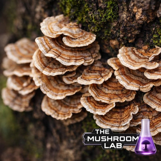 Turkey Tail Liquid Culture Syringe, Trametes versicolor