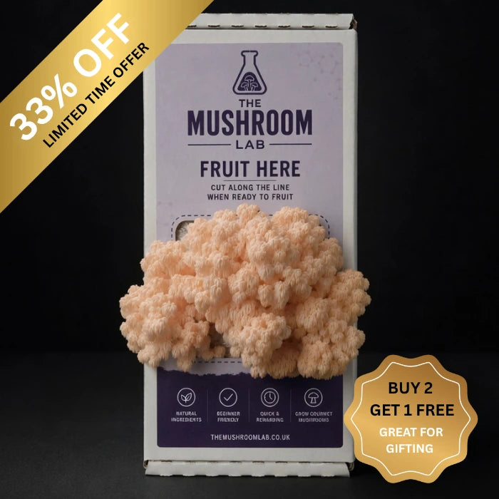 Everything you need to grow your own Bolle's Bear's mushrooms