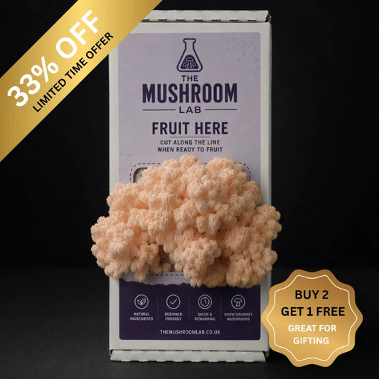 Everything you need to grow your own Bolle's Bear's mushrooms