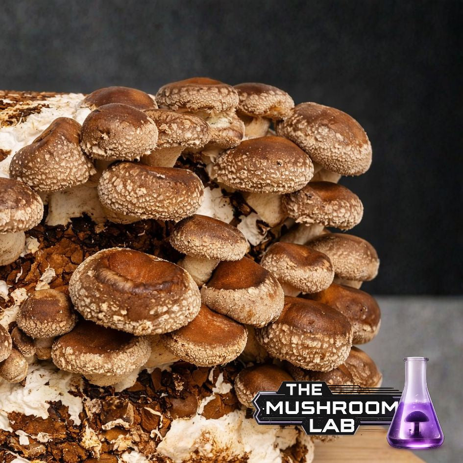 Shiitake Liquid Culture Syringe, Lentinula edodes