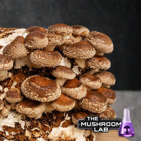 Shiitake Liquid Culture Syringe, Lentinula edodes