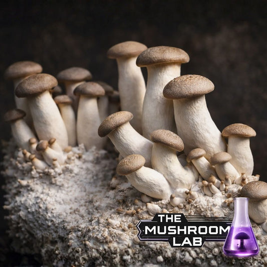 King Oyster Liquid Culture Syringe, Pleurotus eryngii