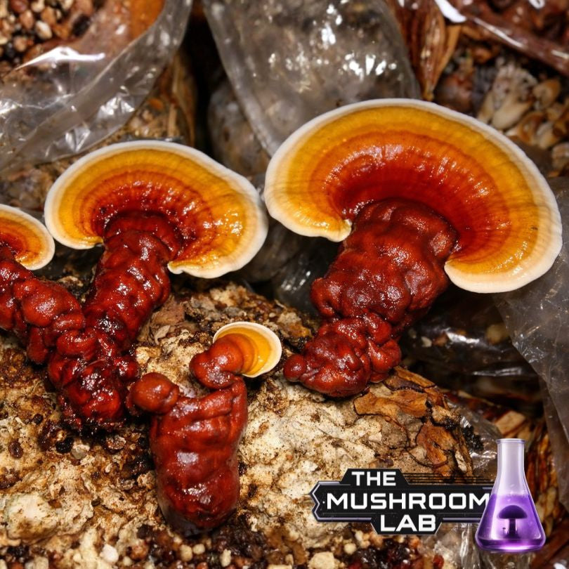 Red Reishi (Ganoderma lucidum) 10ml Liquid Culture